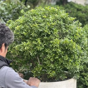 修樹